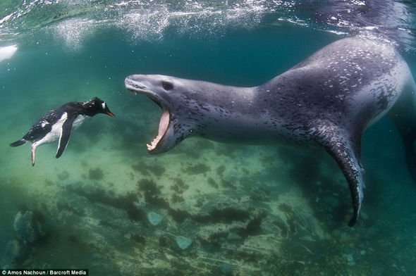 Leopar foku pengueni böyle yuttu!