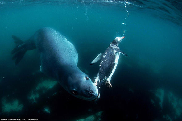 Leopar foku pengueni böyle yuttu!