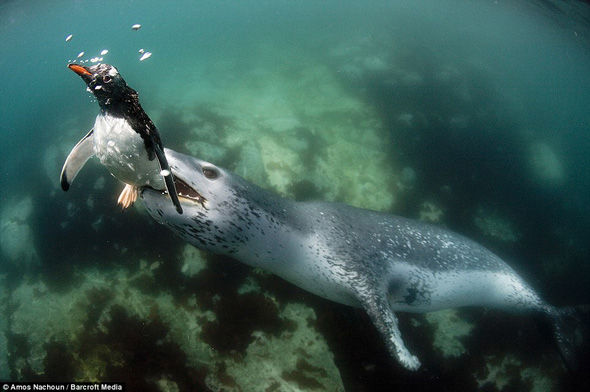 Leopar foku pengueni böyle yuttu!