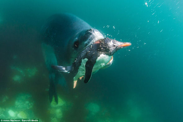 Leopar foku pengueni böyle yuttu!