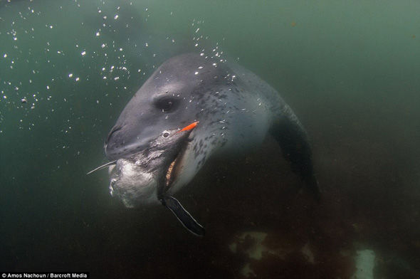 Leopar foku pengueni böyle yuttu!