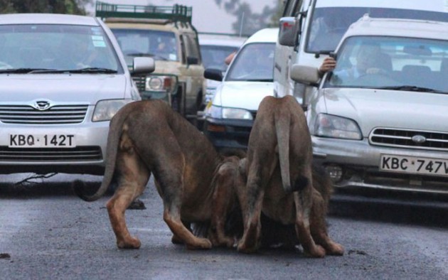 Aslanlar trafiği felç ettiler