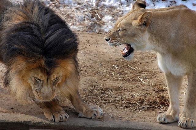 Karizmayı çizdiren aslan