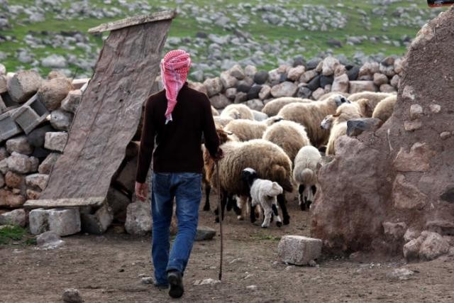 Güneydoğu'da süt sağımına doğru