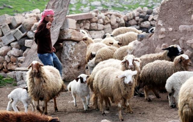 Güneydoğu'da süt sağımına doğru