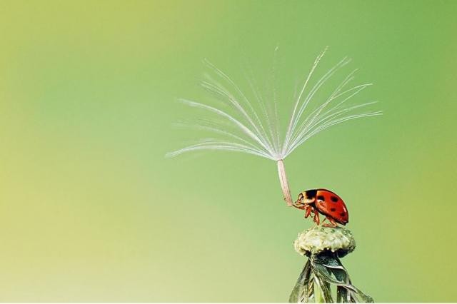 Smithsonian Fotoğraf Yarışması