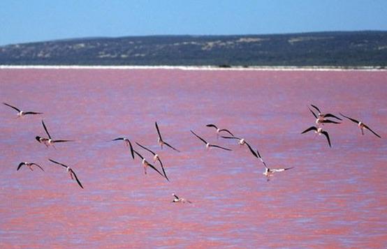 Pembe göl hiç gördünüz mü ?