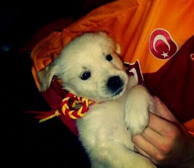 Herkesin konuştuğu Galatasaray fanatiği!