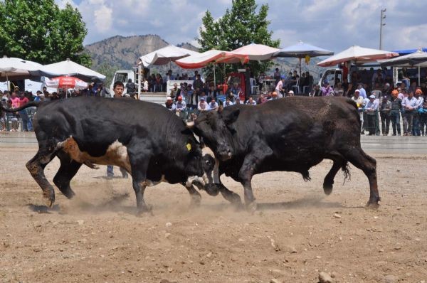 Kızgın boğanın intikamı acı oldu