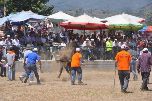 Kızgın boğanın intikamı acı oldu