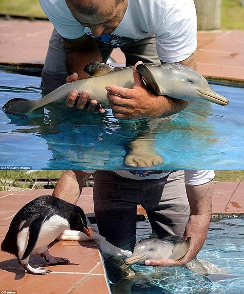 İçinizi ısıtacak bebek hayvanlar