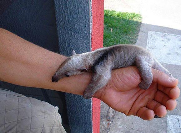 İçinizi ısıtacak bebek hayvanlar