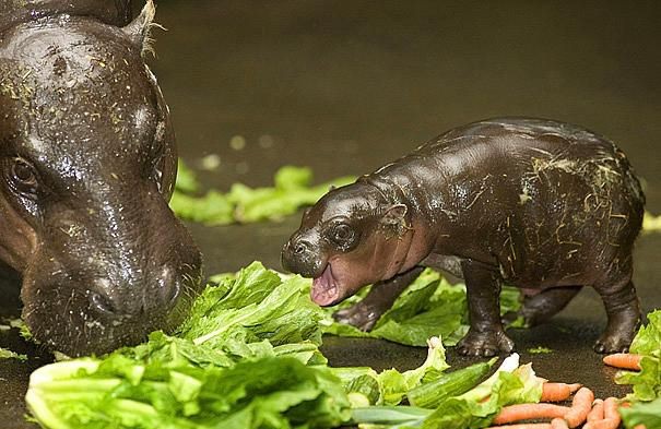 İçinizi ısıtacak bebek hayvanlar