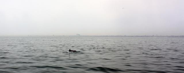 Marmara Denizi'nde Yunus şov