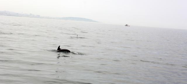 Marmara Denizi'nde Yunus şov