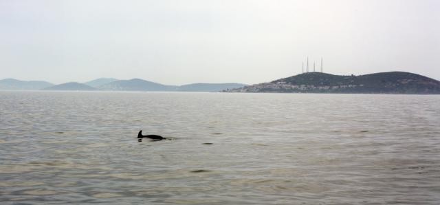 Marmara Denizi'nde Yunus şov