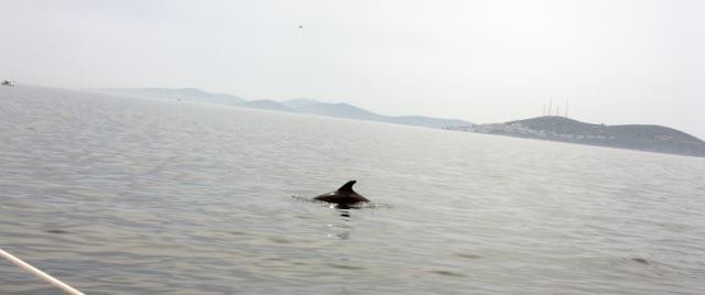 Marmara Denizi'nde Yunus şov