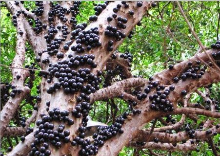 Gövdesinden meyve veren ağaç: Jabuticaba