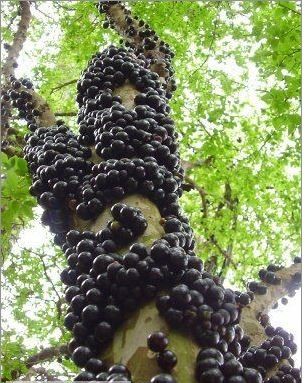 Gövdesinden meyve veren ağaç: Jabuticaba