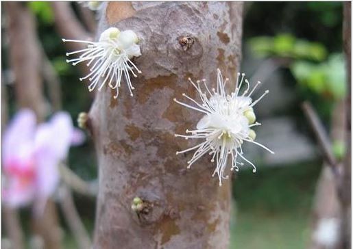 Gövdesinden meyve veren ağaç: Jabuticaba