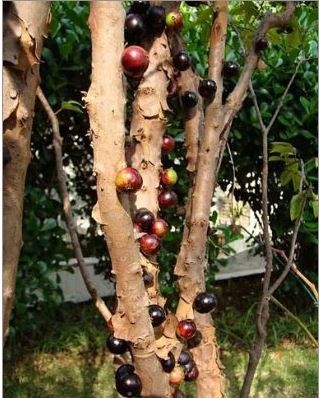 Gövdesinden meyve veren ağaç: Jabuticaba