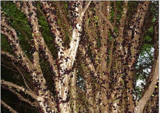 Gövdesinden meyve veren ağaç: Jabuticaba