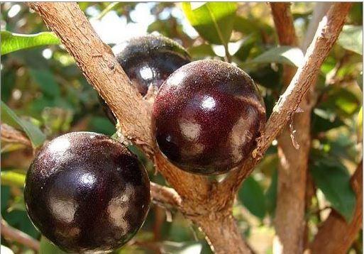 Gövdesinden meyve veren ağaç: Jabuticaba