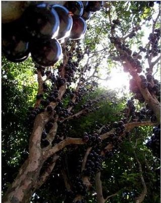 Gövdesinden meyve veren ağaç: Jabuticaba