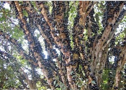 Gövdesinden meyve veren ağaç: Jabuticaba