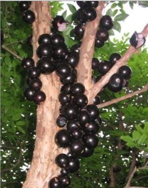 Gövdesinden meyve veren ağaç: Jabuticaba