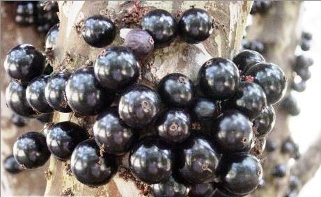 Gövdesinden meyve veren ağaç: Jabuticaba