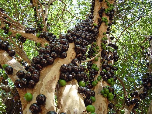 Gövdesinden meyve veren ağaç: Jabuticaba