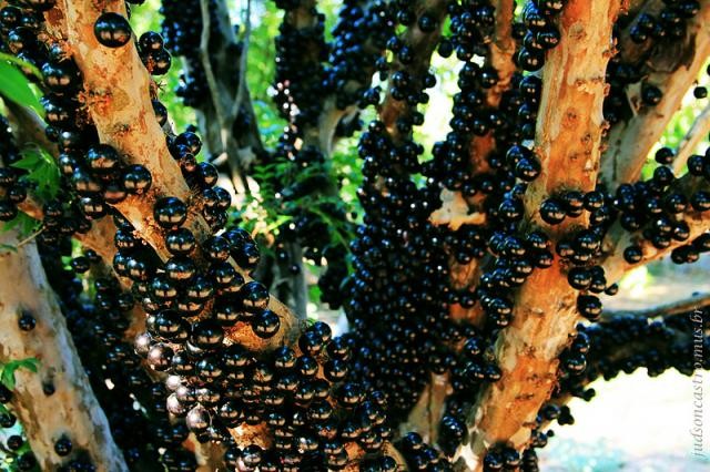 Gövdesinden meyve veren ağaç: Jabuticaba