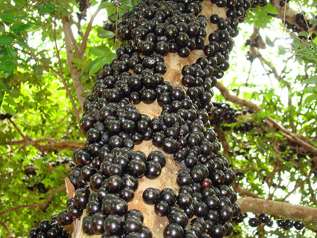 Gövdesinden meyve veren ağaç: Jabuticaba