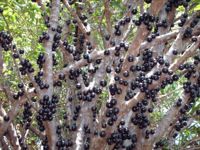 Gövdesinden meyve veren ağaç: Jabuticaba