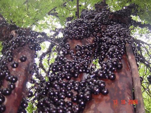 Gövdesinden meyve veren ağaç: Jabuticaba