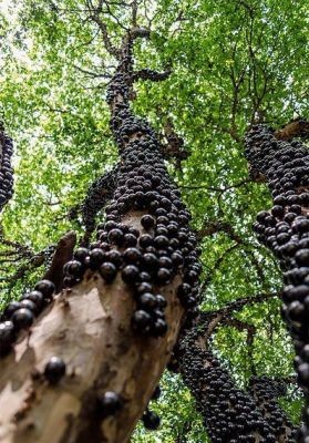 Gövdesinden meyve veren ağaç: Jabuticaba