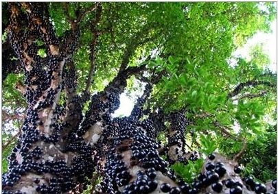 Gövdesinden meyve veren ağaç: Jabuticaba