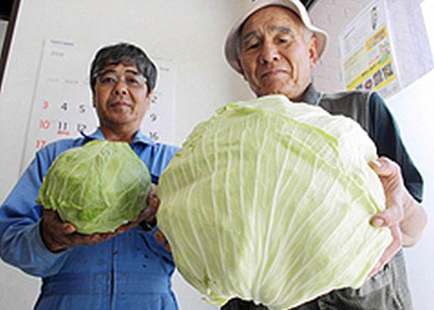 Genetiği bozulan besinlerin inanılmaz görüntüleri!