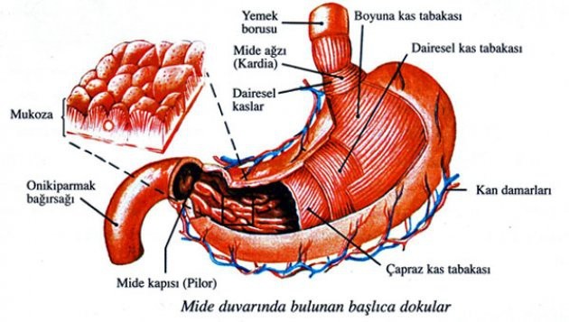 Hangi organ ne kadar sürede yenileniyor