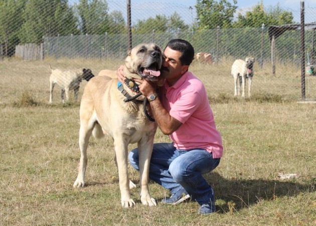 Otomobil parasına köpek satın aldı