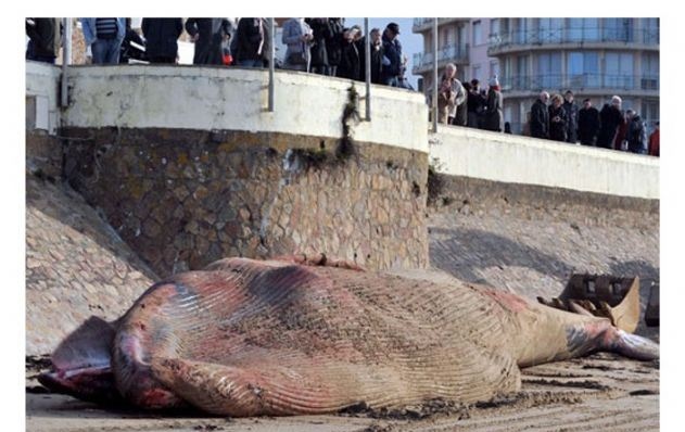 Dünyanın merak ettiği yaratık