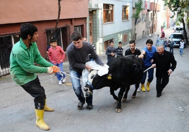 Yurttan kurban manzaraları