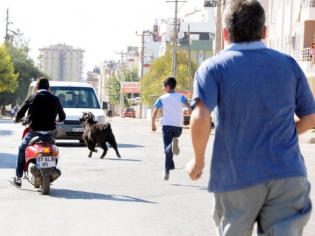 Yurttan kurban manzaraları