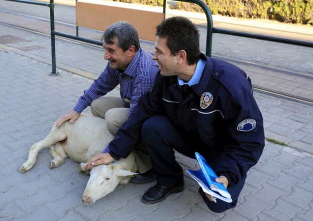 Yurttan kurban manzaraları