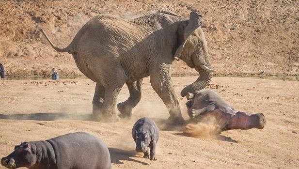 Fil ile Su Aygırı kavgaya tutuştu!