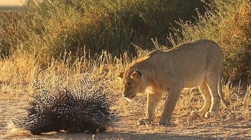 Fil ile Su Aygırı kavgaya tutuştu!