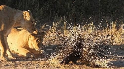 Fil ile Su Aygırı kavgaya tutuştu!