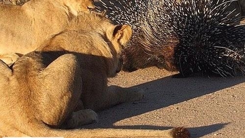 Fil ile Su Aygırı kavgaya tutuştu!