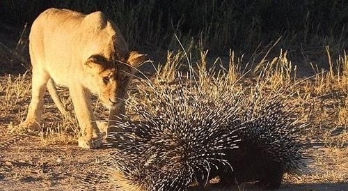 Fil ile Su Aygırı kavgaya tutuştu!